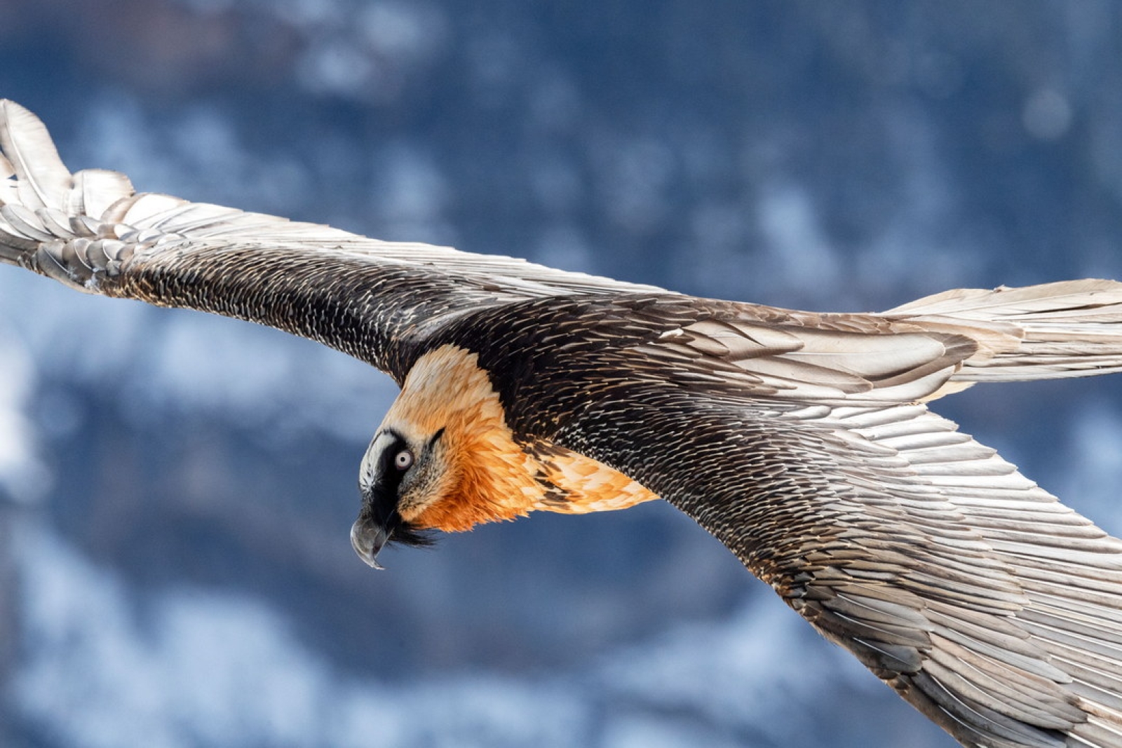 Resettlement of Bearded Vulture into the European Alps