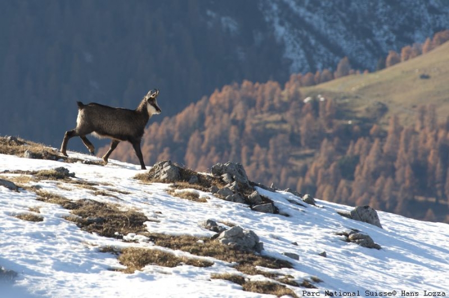 Workshops and exchanges on Mountain Biodiversity in the Alps: the involvement of the network
