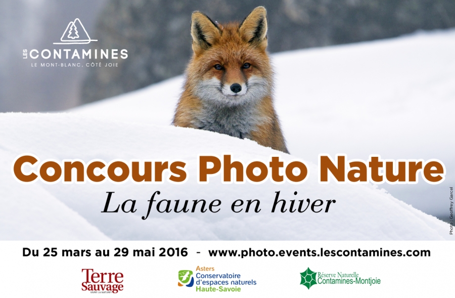 The Contamines Montjoie organizes its 1st photo contest &quot;Photo Nature&quot; focusing on winter wildlife